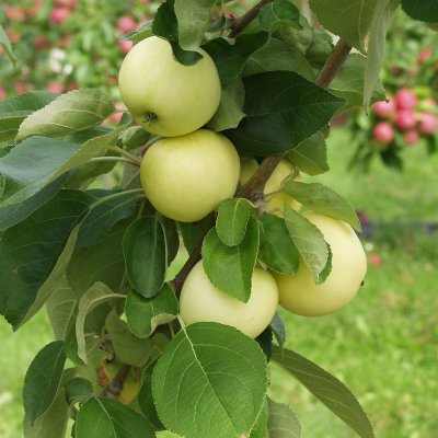 VALKEA KUULAS