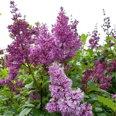 ISABELLANSYREENI Redwine