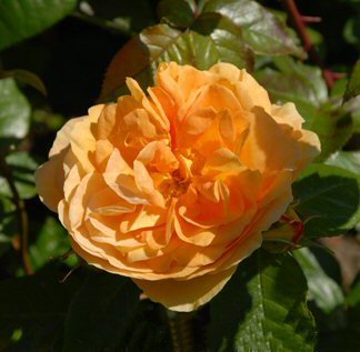 BERNSTEIN ROSE