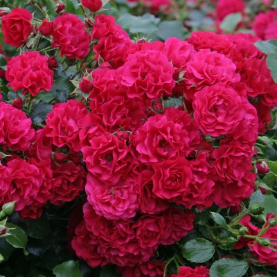 GÄRTNERFREUDE TOSCANA