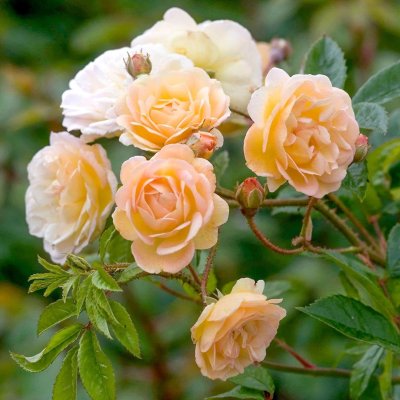 MYSKIRUUSU GHISLAINE DE FELIGONDE