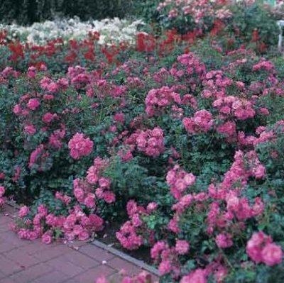 PALMENGARTEN FRANKFURT